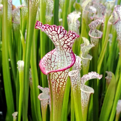A Magnificent Floral Display: The White-topped Pitcher Plant