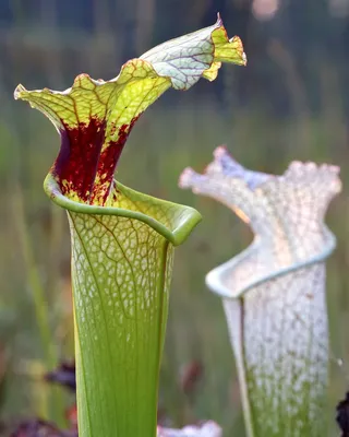 The White-topped Pitcher Plant: A Delicate and Unique Flower