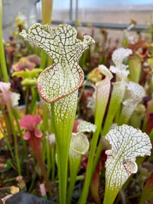 A Photo of the White-topped Pitcher Plant: A True Floral Masterpiece