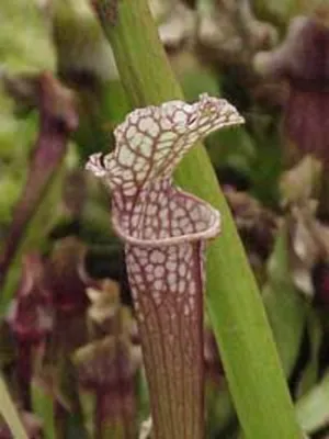 The White-topped Pitcher Plant: A Gorgeous Floral Specimen