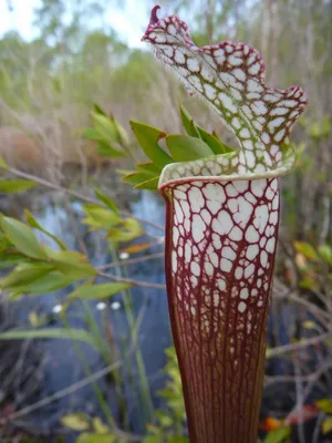 A White-topped Pitcher Plant in Bloom: A Sight to Behold