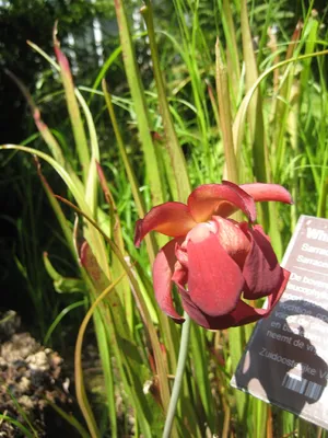A Close-up of the White-topped Pitcher Plant: A Floral Marvel