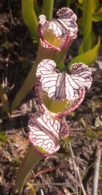 The White-topped Pitcher Plant: A Rare and Beautiful Flower