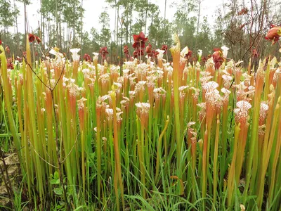 The White-topped Pitcher Plant: A Floral Wonder of Nature