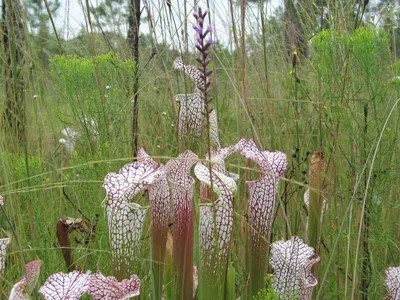 A Spectacular Image of the White-topped Pitcher Plant in its Natural Habitat