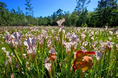 The White-topped Pitcher Plant: A Delicate and Majestic Flower
