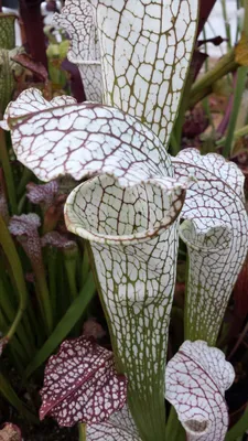 A Floral Miracle: The White-topped Pitcher Plant in Full Bloom