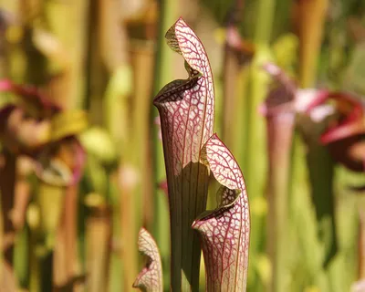 The White-topped Pitcher Plant: A Rare and Exotic Floral Delight