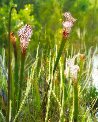 A White-topped Pitcher Plant in its Full Glory: A Floral Dream Come True