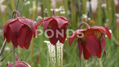 A Rare Image of the White-topped Pitcher Plant in Bloom