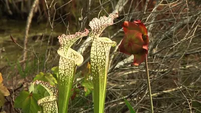 Flowers of the Wild: White-topped Pitcher Plant Picture