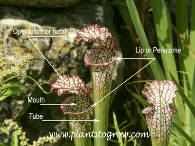 The Beauty of the White-topped Pitcher Plant in a Photo