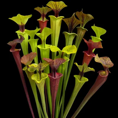 A Close-up of the White-topped Pitcher Plant in Full Bloom