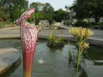 Nature's Marvel: A White-topped Pitcher Plant Image