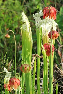 The Unique White-topped Pitcher Plant in a Stunning Photograph