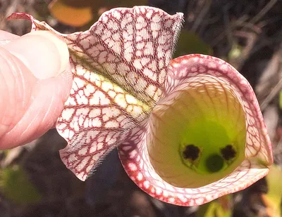 A Gorgeous Picture of the White-topped Pitcher Plant