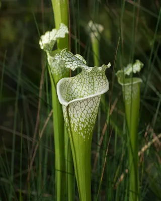 Flower Power: The White-topped Pitcher Plant in Full Bloom