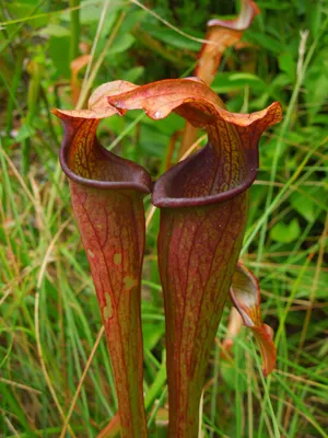 The White-topped Pitcher Plant: A Flower Worth Photographing