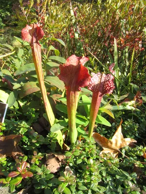 An Amazing Image of the White-topped Pitcher Plant in its Natural Habitat