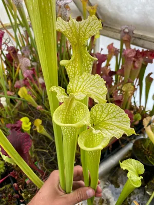 The White-topped Pitcher Plant: A Rare Beauty in a Photo