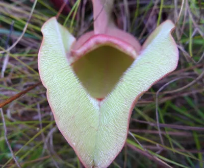 A Beautiful Image of the White-topped Pitcher Plant in Full Bloom
