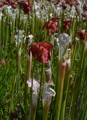 The White-topped Pitcher Plant: A Majestic Floral Wonder
