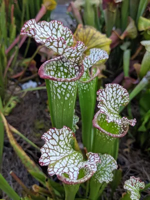 The White-topped Pitcher Plant: A Flower to Remember in a Picture