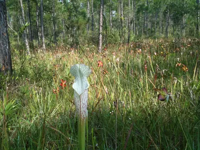 A Magnificent Photo of the White-topped Pitcher Plant in the Wild