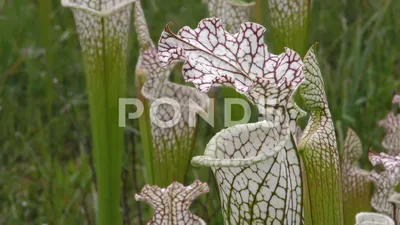 The Alluring White-topped Pitcher Plant in a Mesmerizing Image