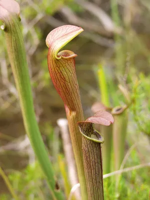The White-topped Pitcher Plant: A Marvel of Nature in a Photograph
