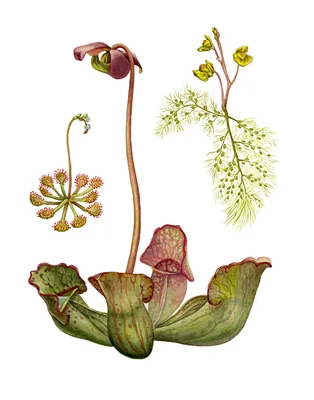 A Breathtaking Image of the White-topped Pitcher Plant in Bloom