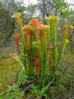 The White-topped Pitcher Plant: A Unique Flower in a Stunning Photo
