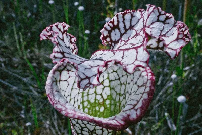 A Beautiful Photo of the White-topped Pitcher Plant in the Wild