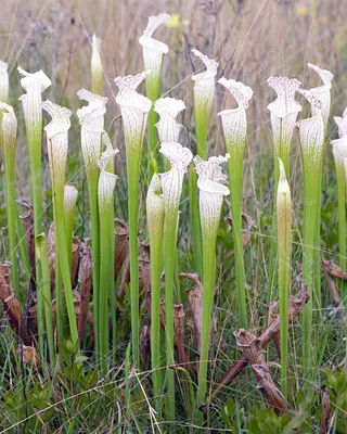 The White-topped Pitcher Plant: A Flower that Stands Out in a Picture