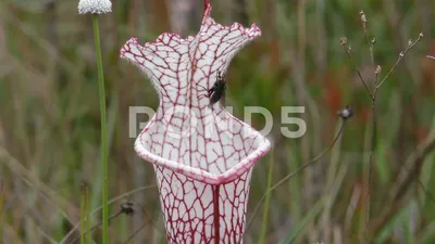A Mesmerizing Image of the White-topped Pitcher Plant in its Habitat