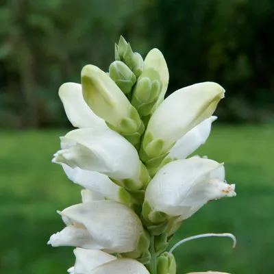 The beauty of White Turtlehead captured in this photo 