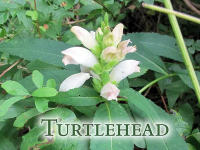 A breathtaking image of the White Turtlehead in bloom 