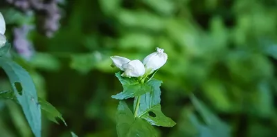 Picture of the White Turtlehead flower, a sight to behold 