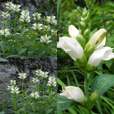 A vibrant image of the White Turtlehead flower 