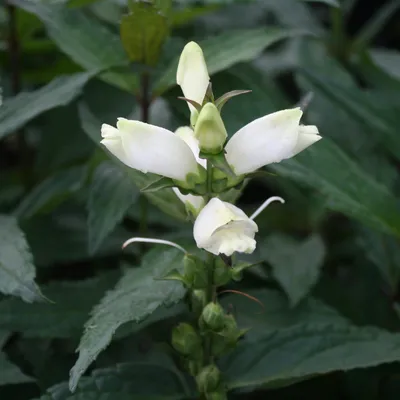 Close-up picture of the unique White Turtlehead flower 