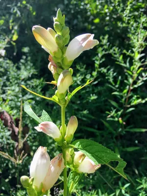 Stunning photo of the White Turtlehead, a true natural wonder 