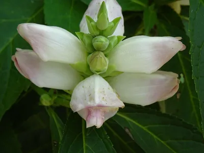 Image of the White Turtlehead, a fascinating flower species 