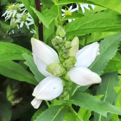 A picturesque view of the White Turtlehead 