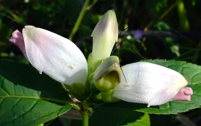 A captivating image of the White Turtlehead in its natural environment 