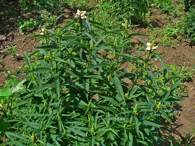 Picture of the White Turtlehead, an extraordinary floral specimen 