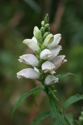 Close-up of the intricate White Turtlehead petals 