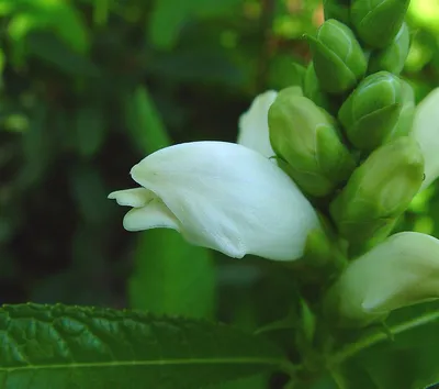 Image of the enchanting White Turtlehead flower 