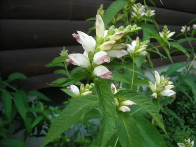 A beautiful photo of the White Turtlehead, a flower unlike any other 