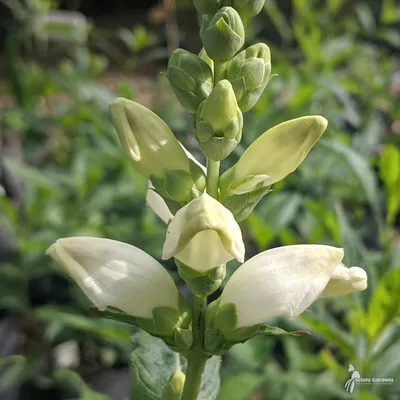 Picture of the White Turtlehead, a symbol of natural beauty 