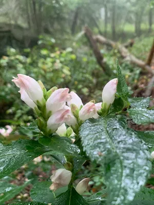 A mesmerizing view of the White Turtlehead in all its splendor 